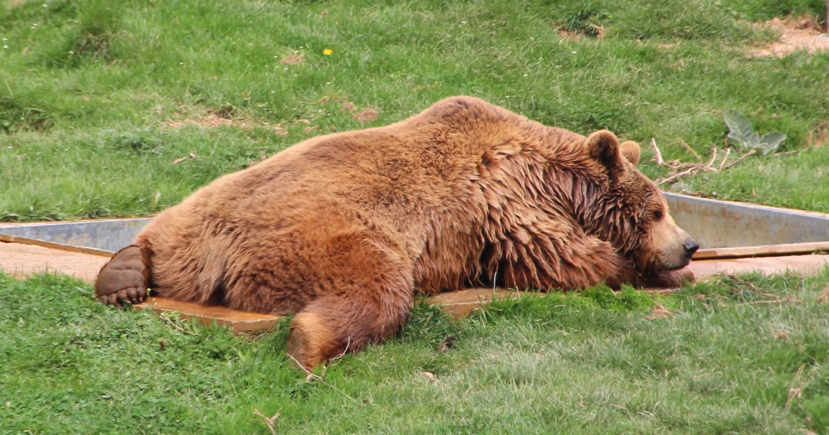 bear in bear sanctuary kosovo pristian