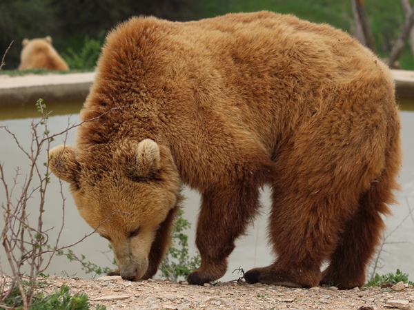 brown bear in bear sanctuary